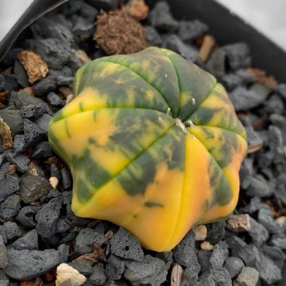 3-4cm Astrophytum asterias “starfish”（variegated）