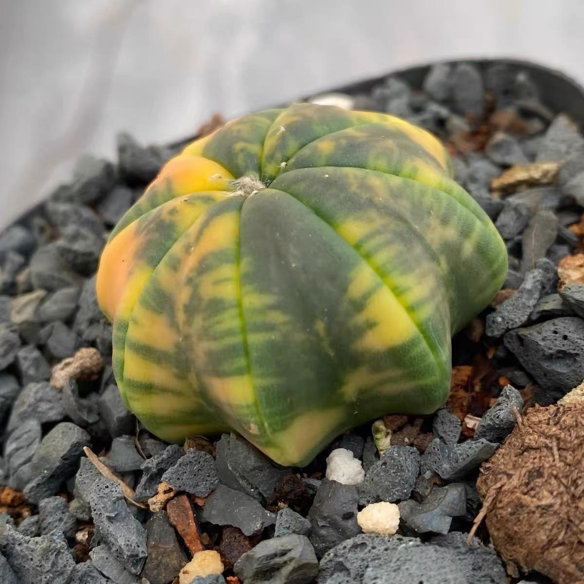 3-4cm Astrophytum asterias “starfish”（variegated）