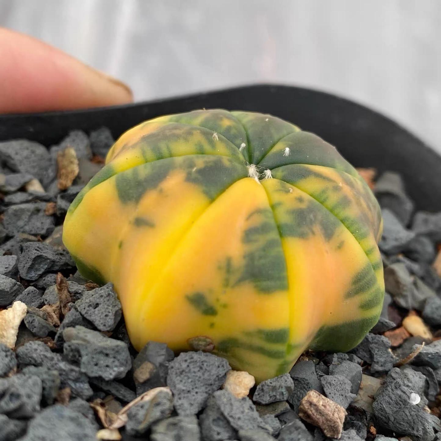 3-4cm Astrophytum asterias “starfish”（variegated）