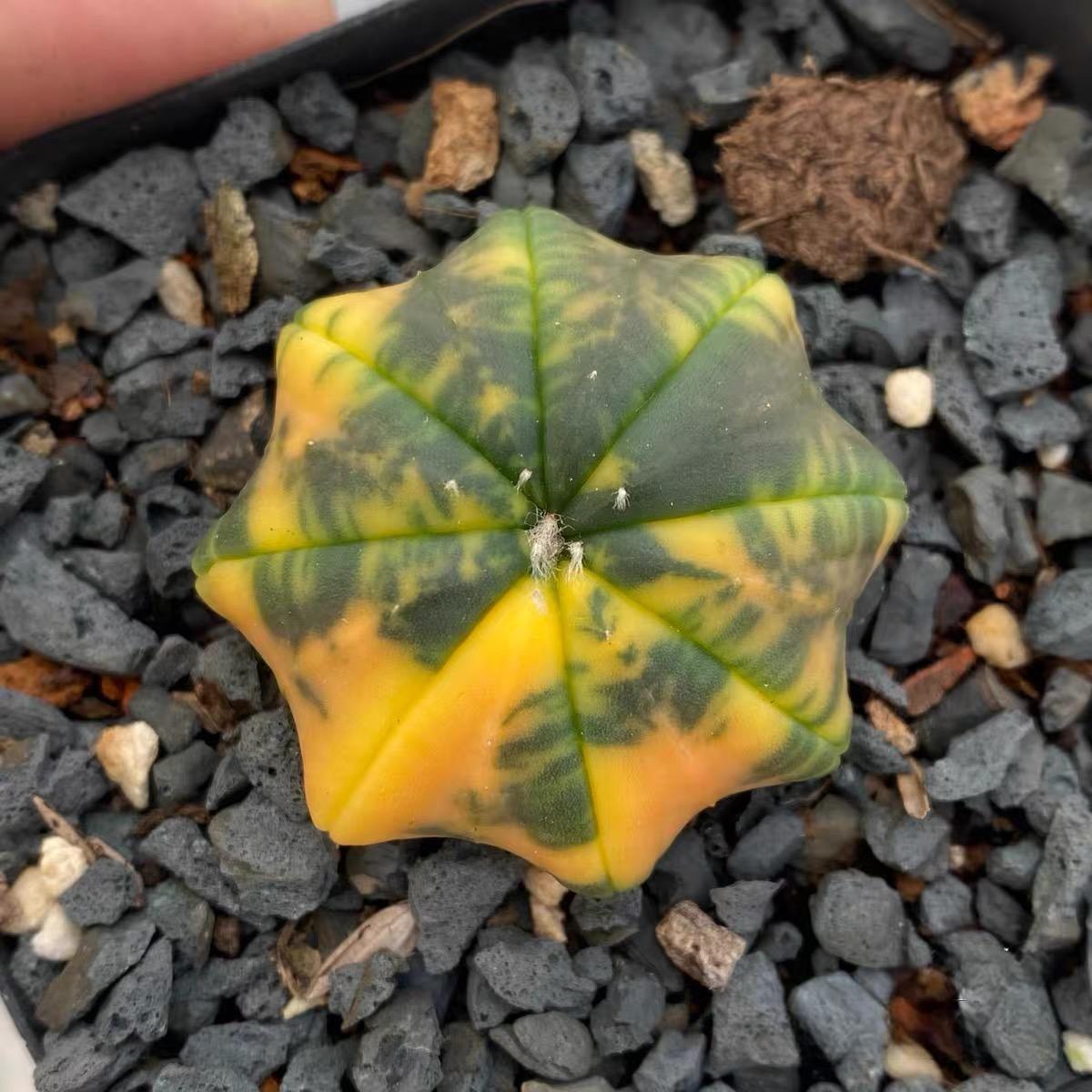 3-4cm Astrophytum asterias “starfish”（variegated）