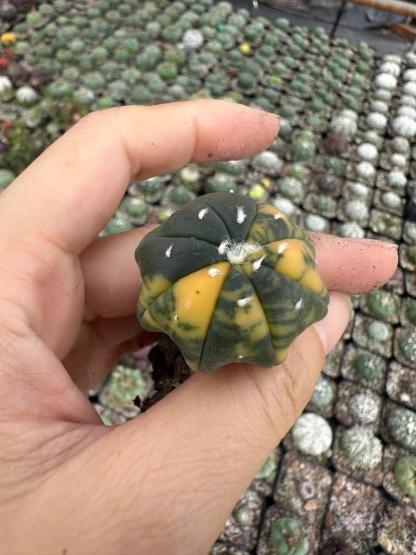 3-4cm Astrophytum asterias “starfish”（variegated）