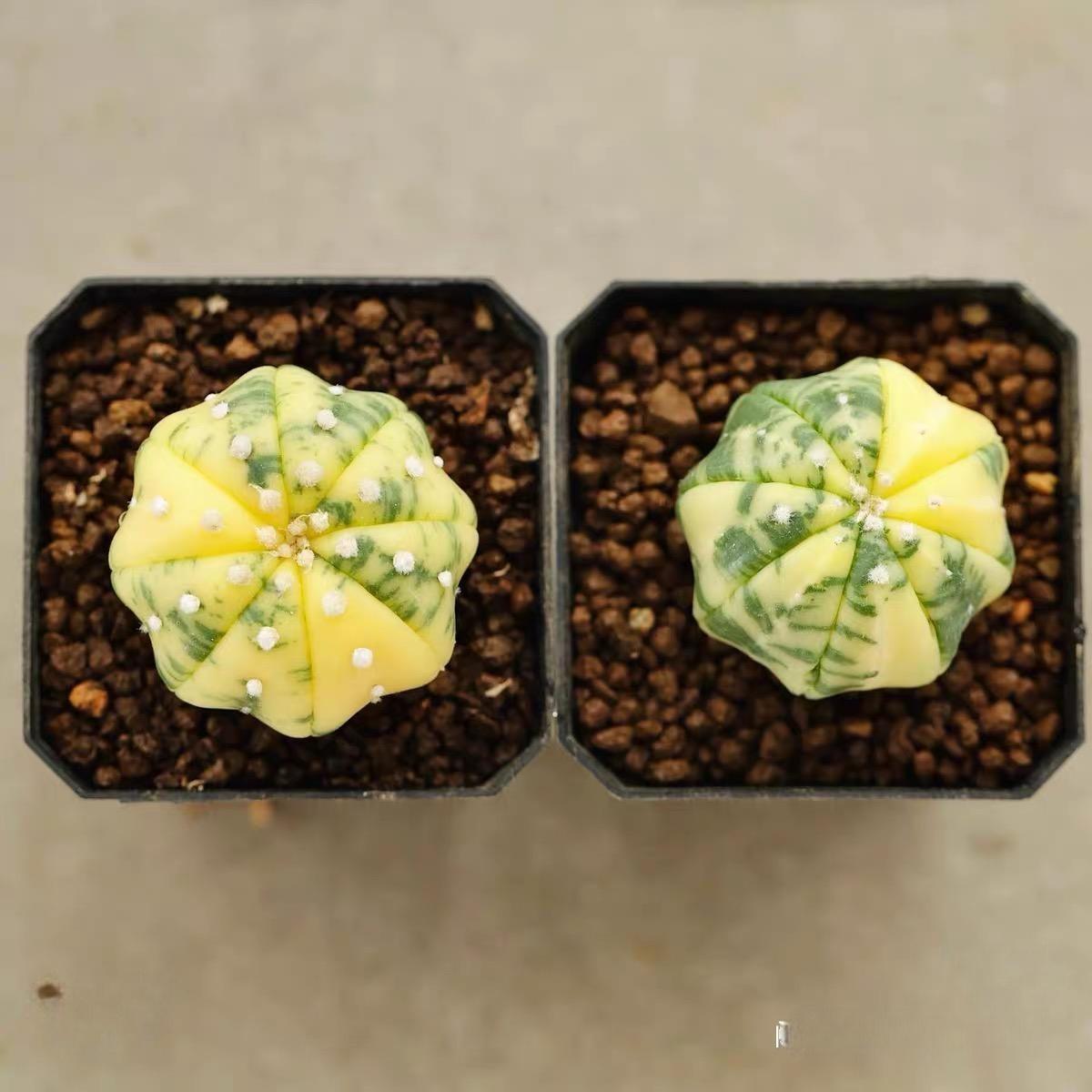 3-4cm Astrophytum asterias “starfish”（variegated）