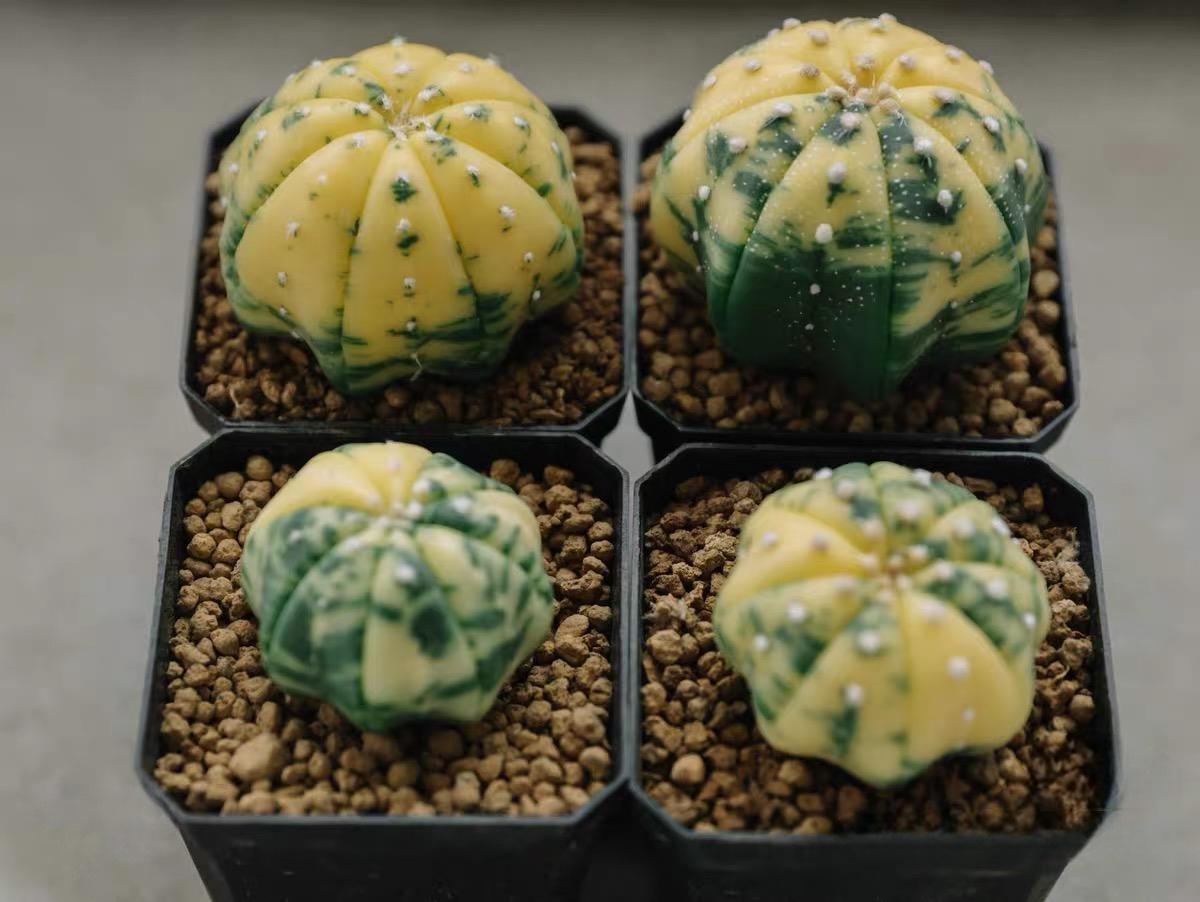 3-4cm Astrophytum asterias “starfish”（variegated）