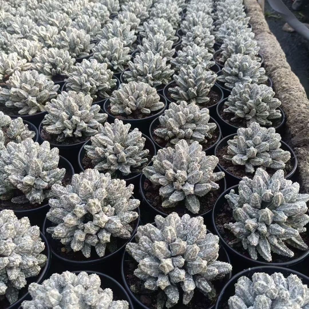 5-10cm astrophytum coahuilense