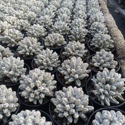 5-10cm astrophytum coahuilense