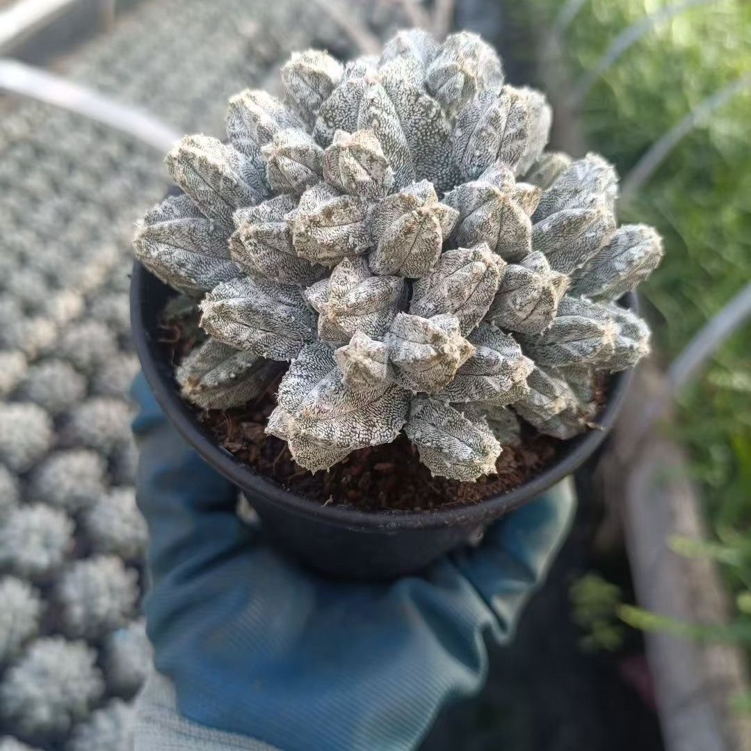 8-10cm astrophytum coahuilense (Multi-head)