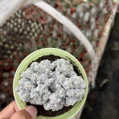 5-10cm astrophytum coahuilense