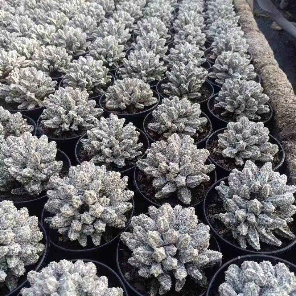 8-10cm astrophytum coahuilense (Multi-head)