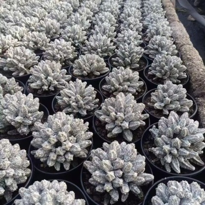 8-10cm astrophytum coahuilense (Multi-head)