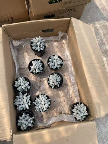 5-10cm astrophytum coahuilense