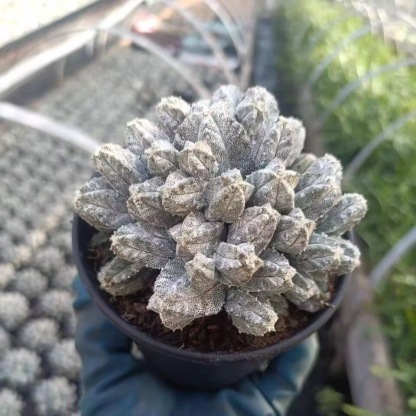 5-10cm astrophytum coahuilense