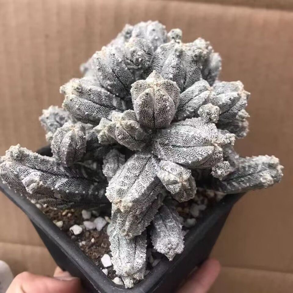 5-10cm astrophytum coahuilense