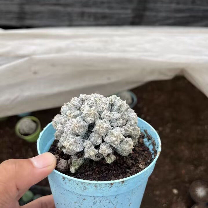 5-10cm astrophytum coahuilense