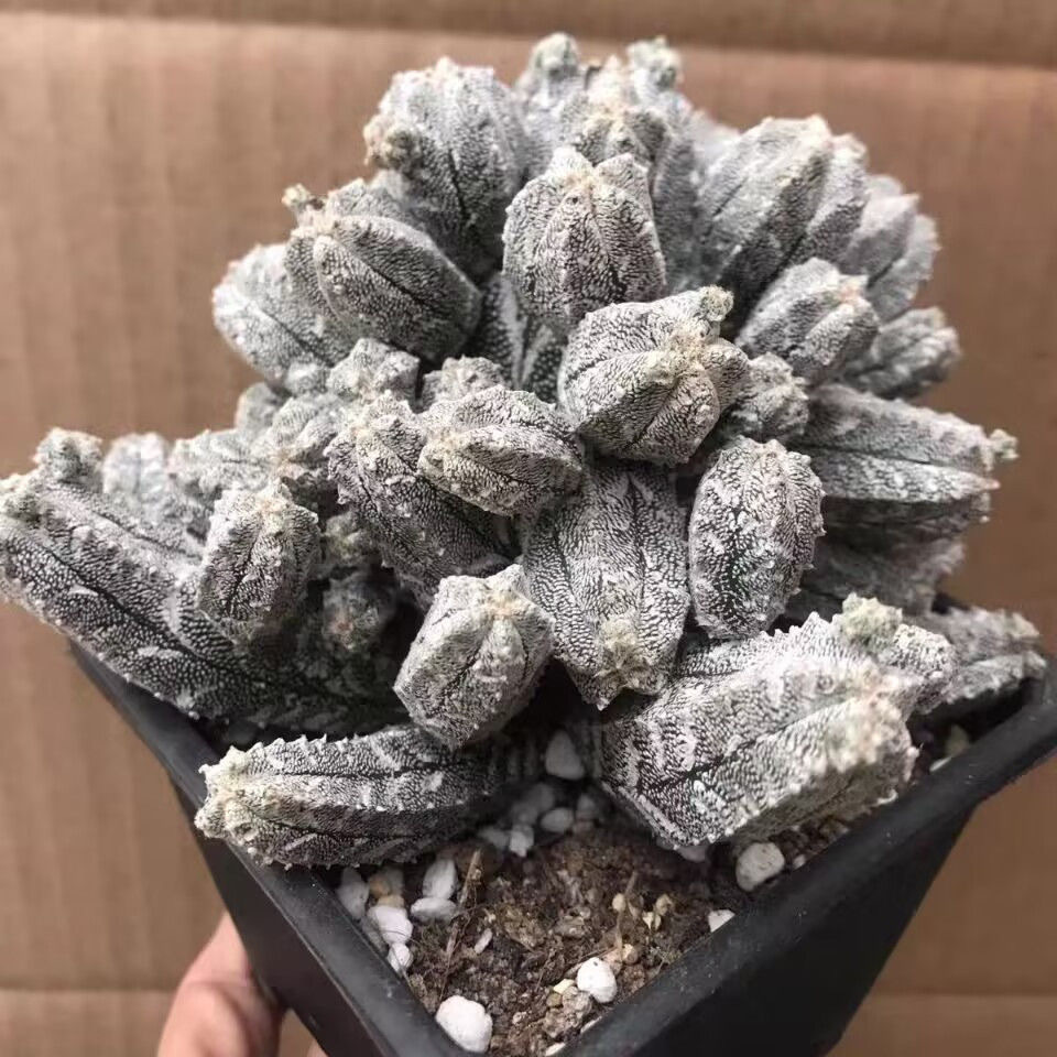 5-10cm astrophytum coahuilense