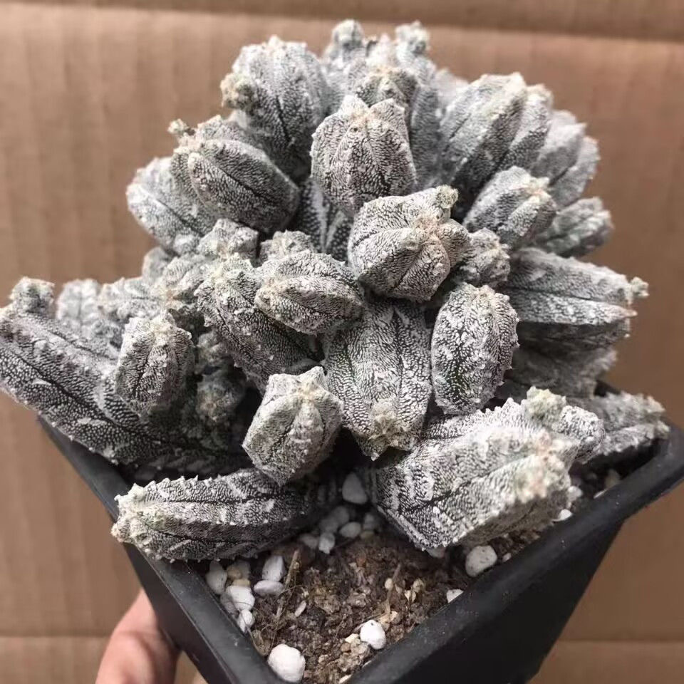 8-10cm astrophytum coahuilense (Multi-head)