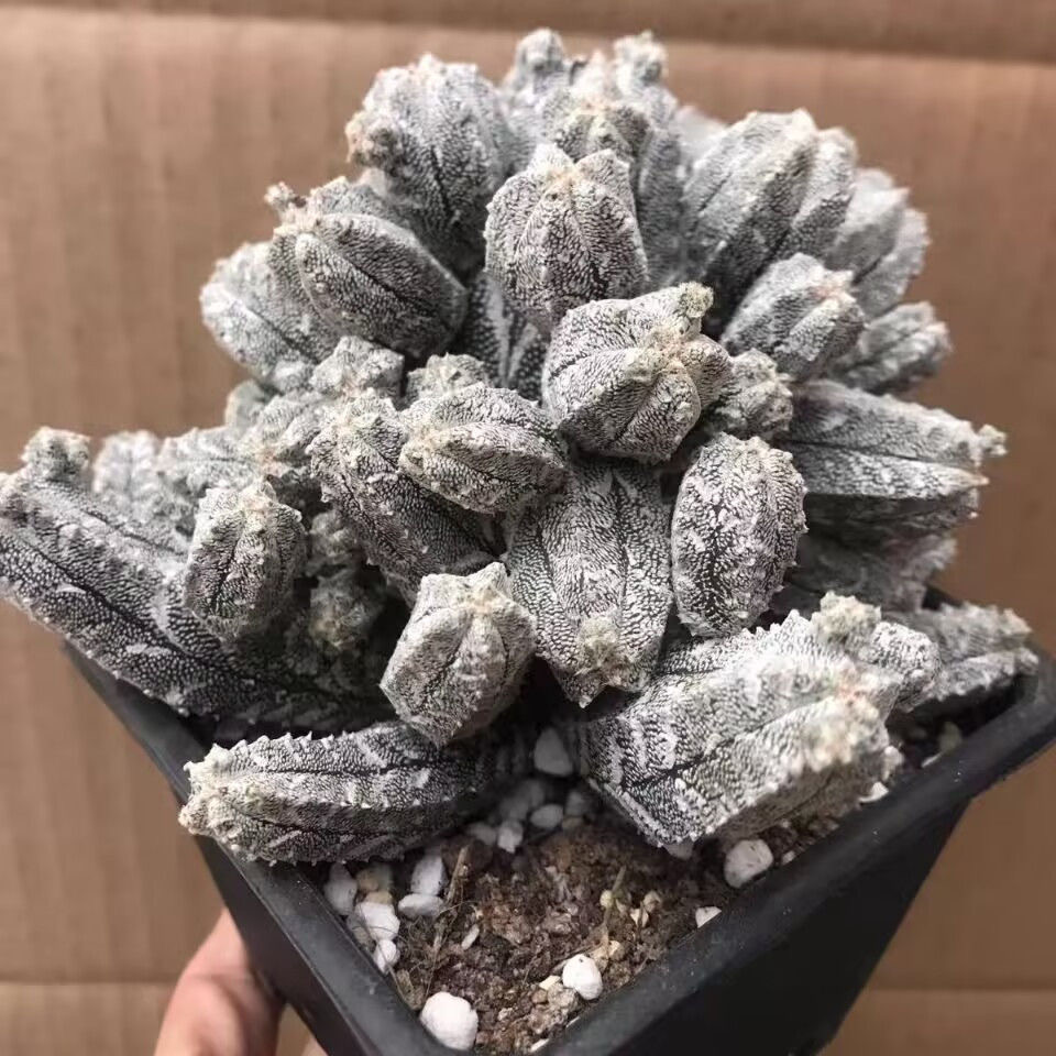 5-10cm astrophytum coahuilense