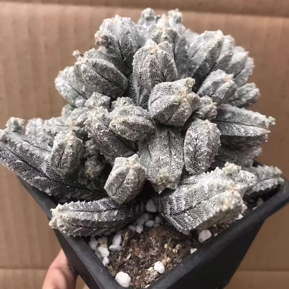 5-10cm astrophytum coahuilense