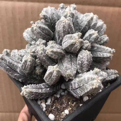 5-10cm astrophytum coahuilense