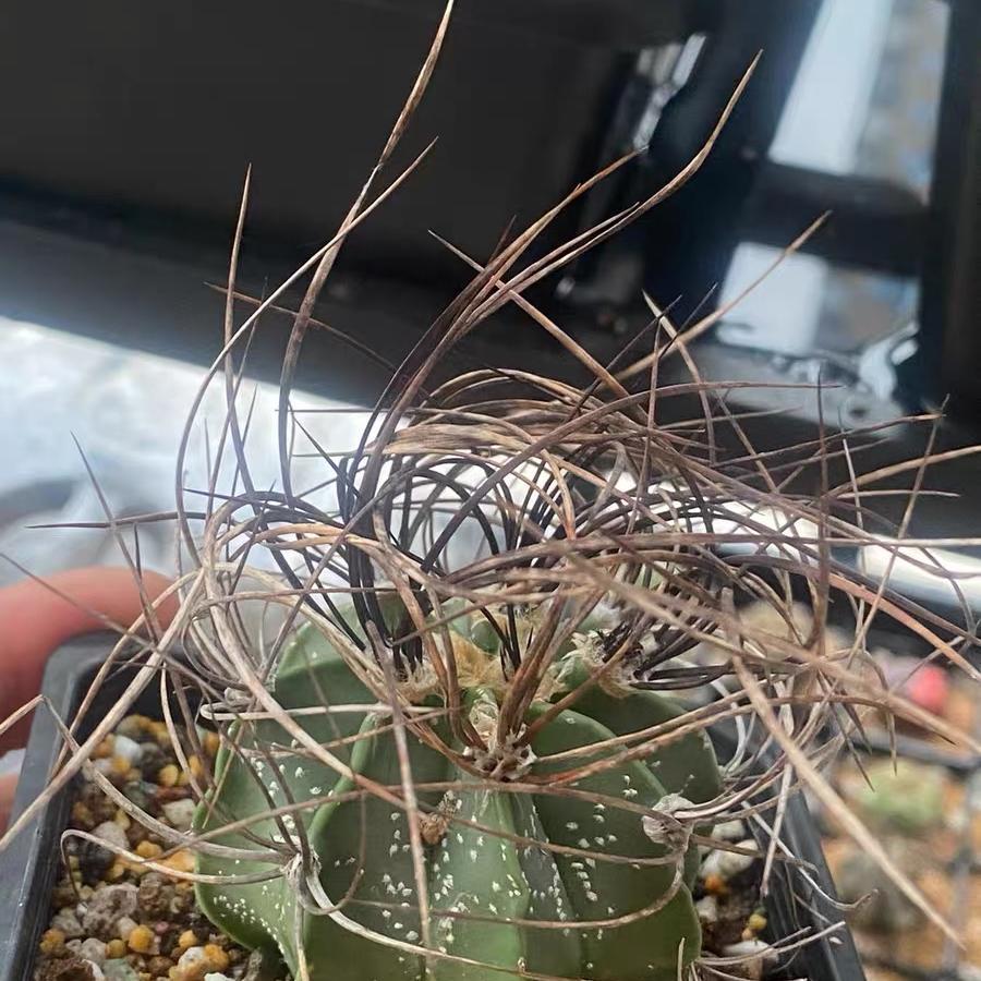 4-10cm astrophytum capricorne