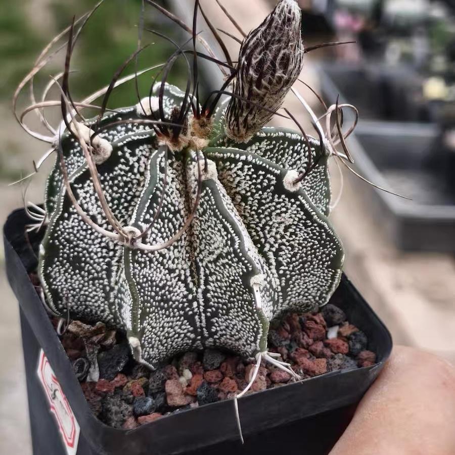4-10cm astrophytum capricorne