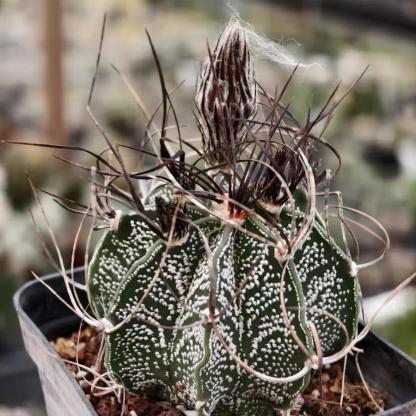 4-10cm astrophytum capricorne