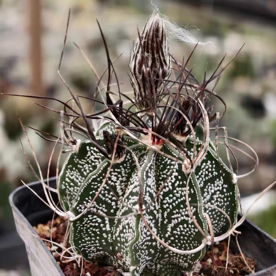 4-10cm astrophytum capricorne