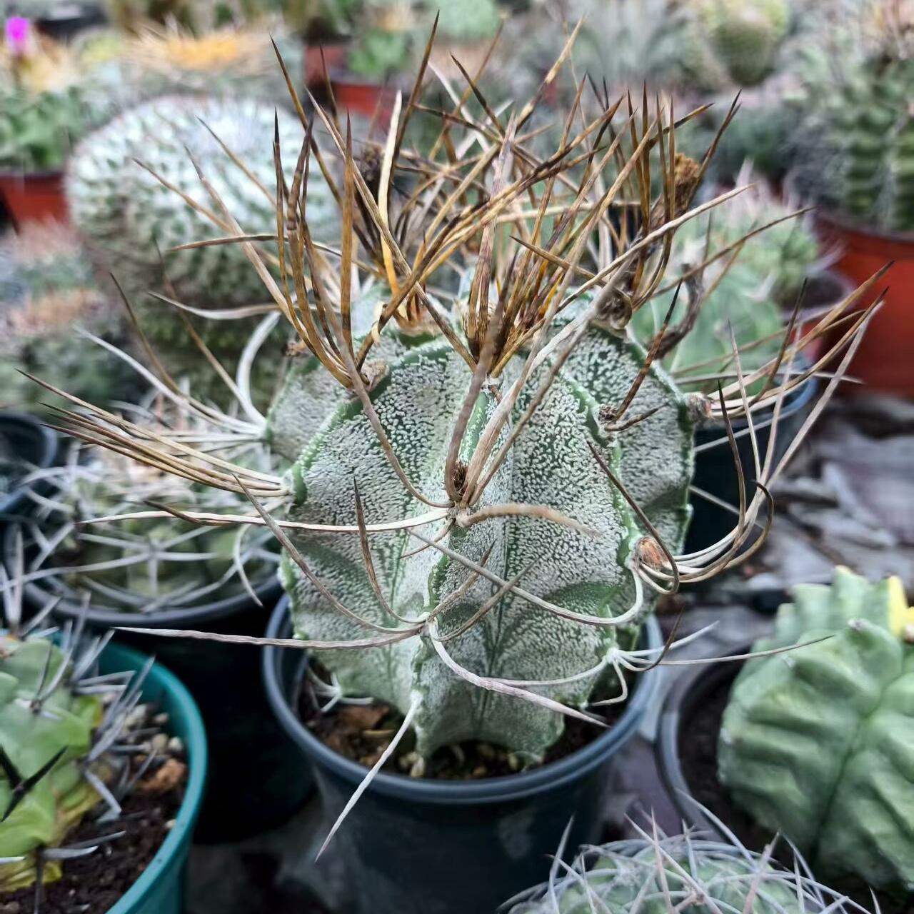 4-10cm astrophytum capricorne
