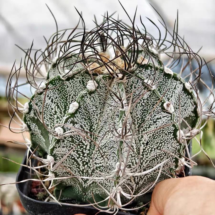 4-10cm astrophytum capricorne