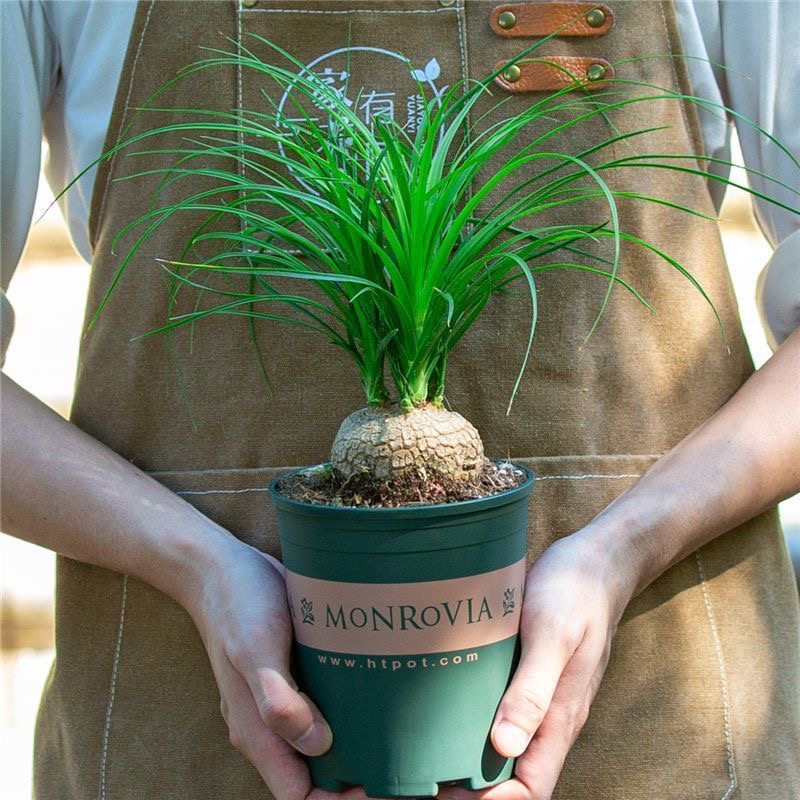 5-10cm Beaucarnea recurvata