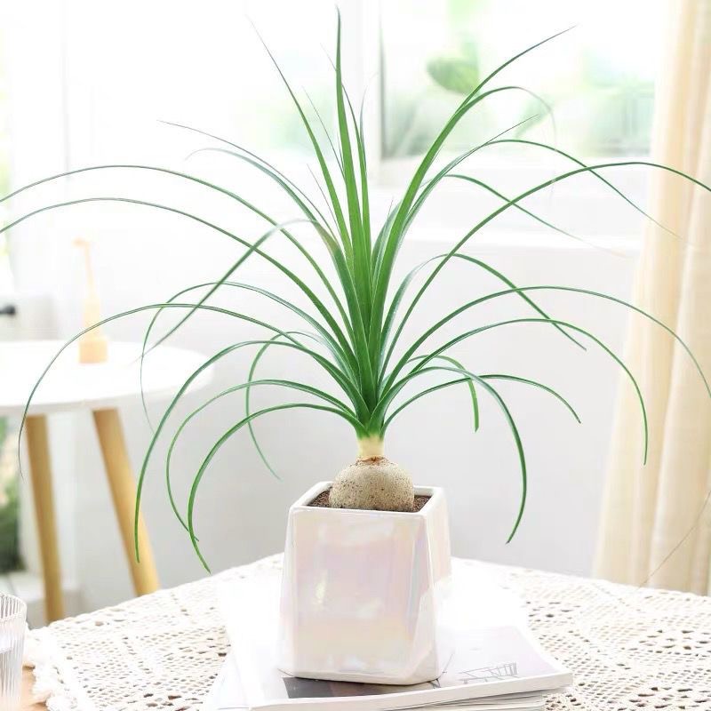 5-10cm Beaucarnea recurvata