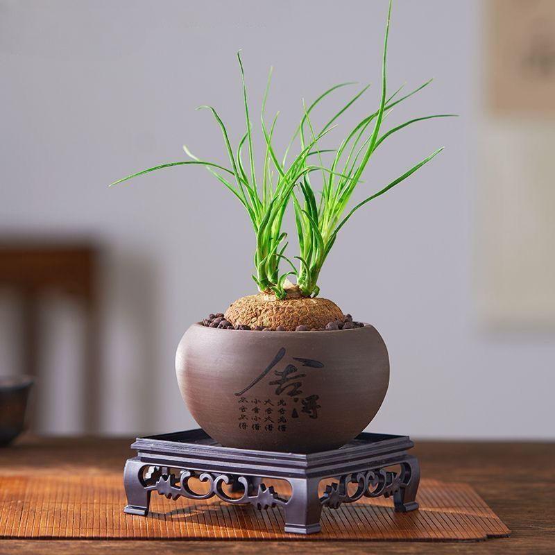 5-10cm Beaucarnea recurvata