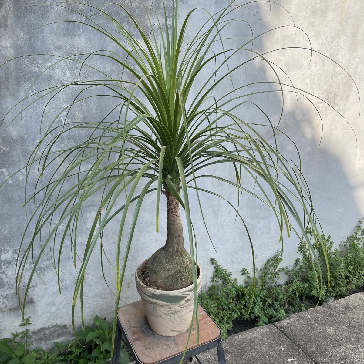 5-10cm Beaucarnea recurvata