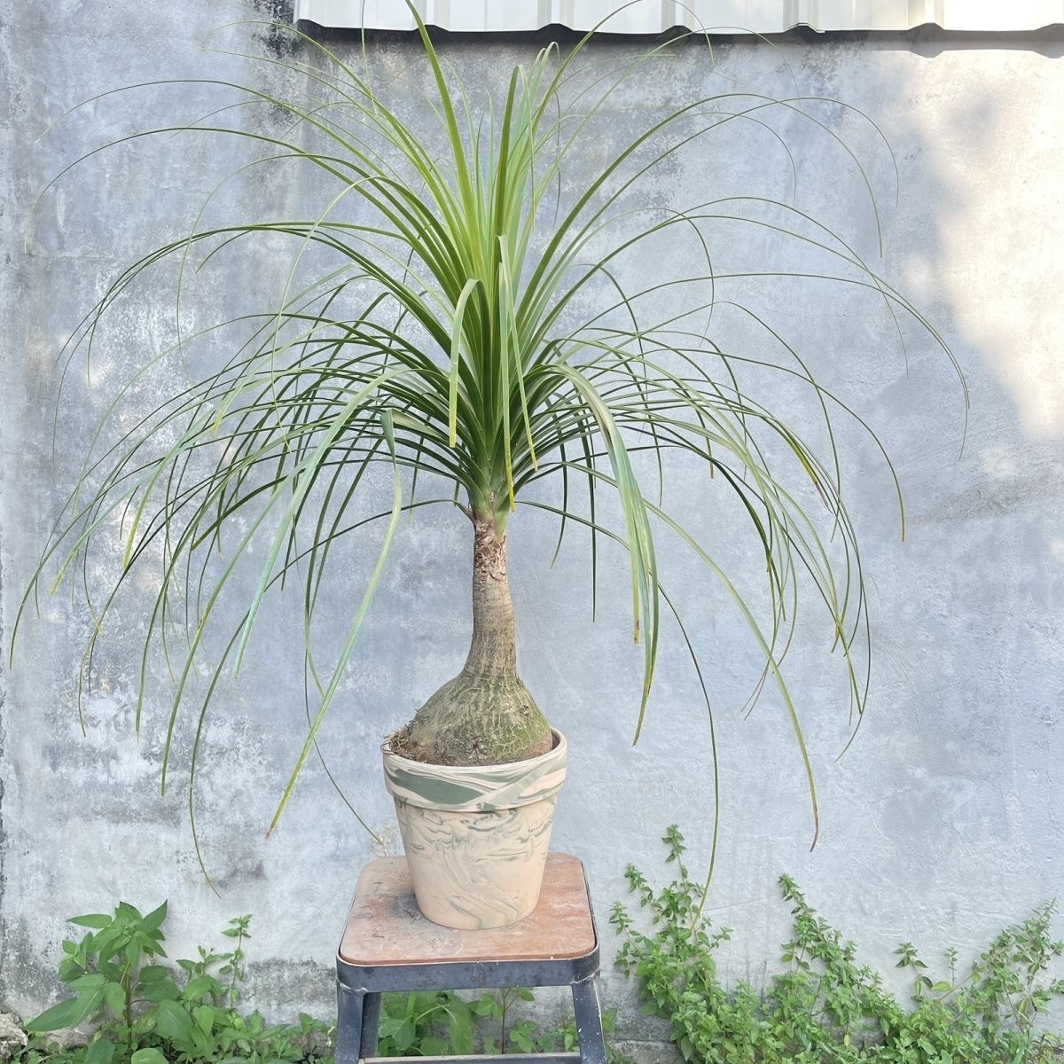 5-10cm Beaucarnea recurvata