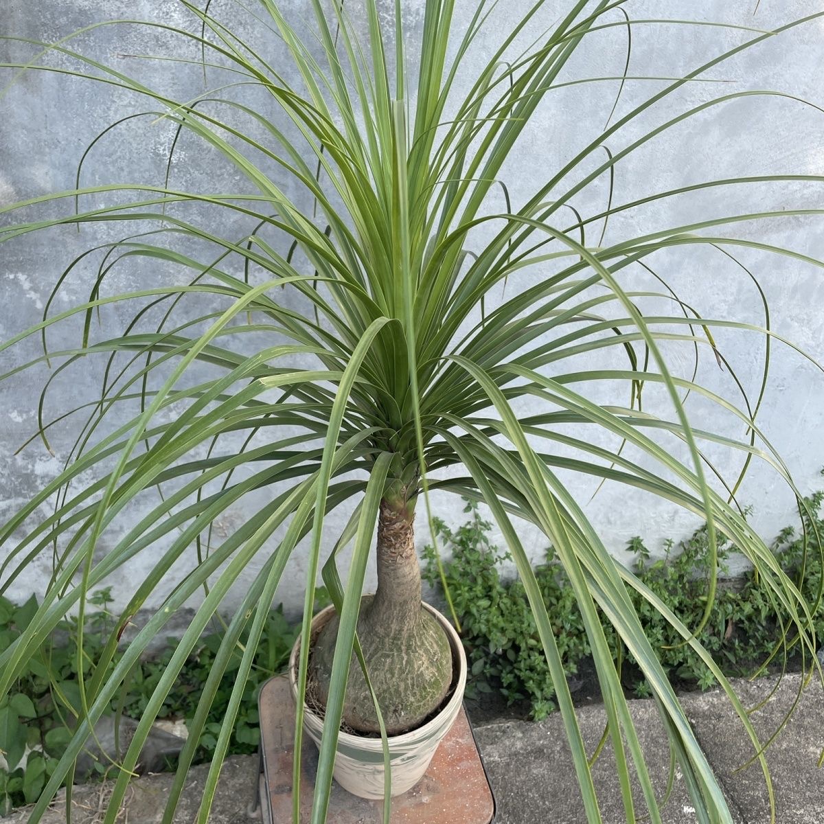 5-10cm Beaucarnea recurvata