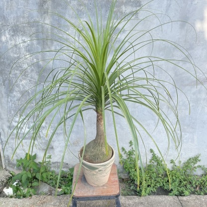 5-10cm Beaucarnea recurvata