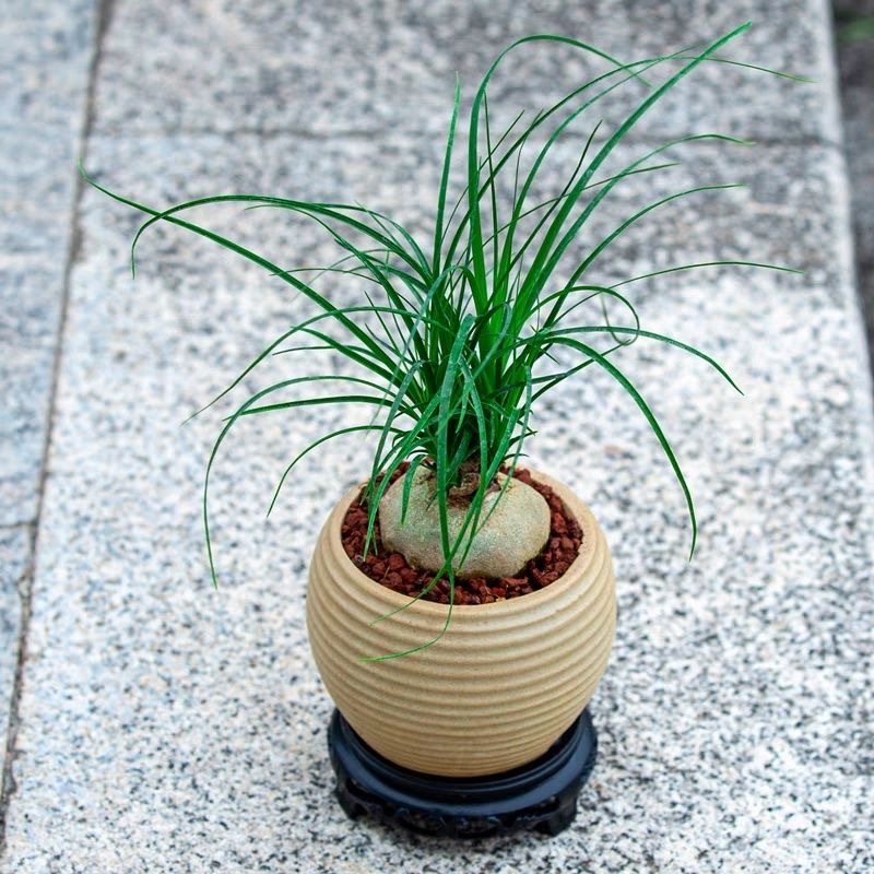 5-10cm Beaucarnea recurvata