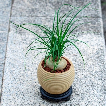 5-10cm Beaucarnea recurvata