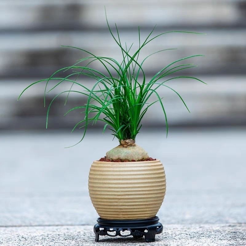 5-10cm Beaucarnea recurvata