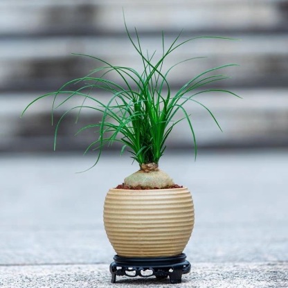 5-10cm Beaucarnea recurvata