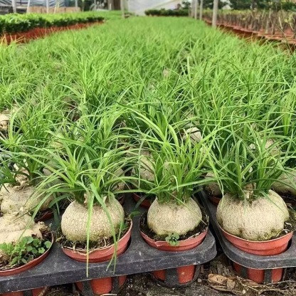 5-10cm Beaucarnea recurvata