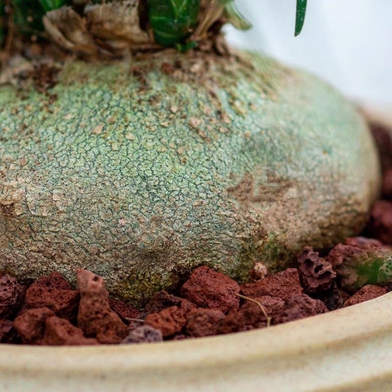 5-10cm Beaucarnea recurvata