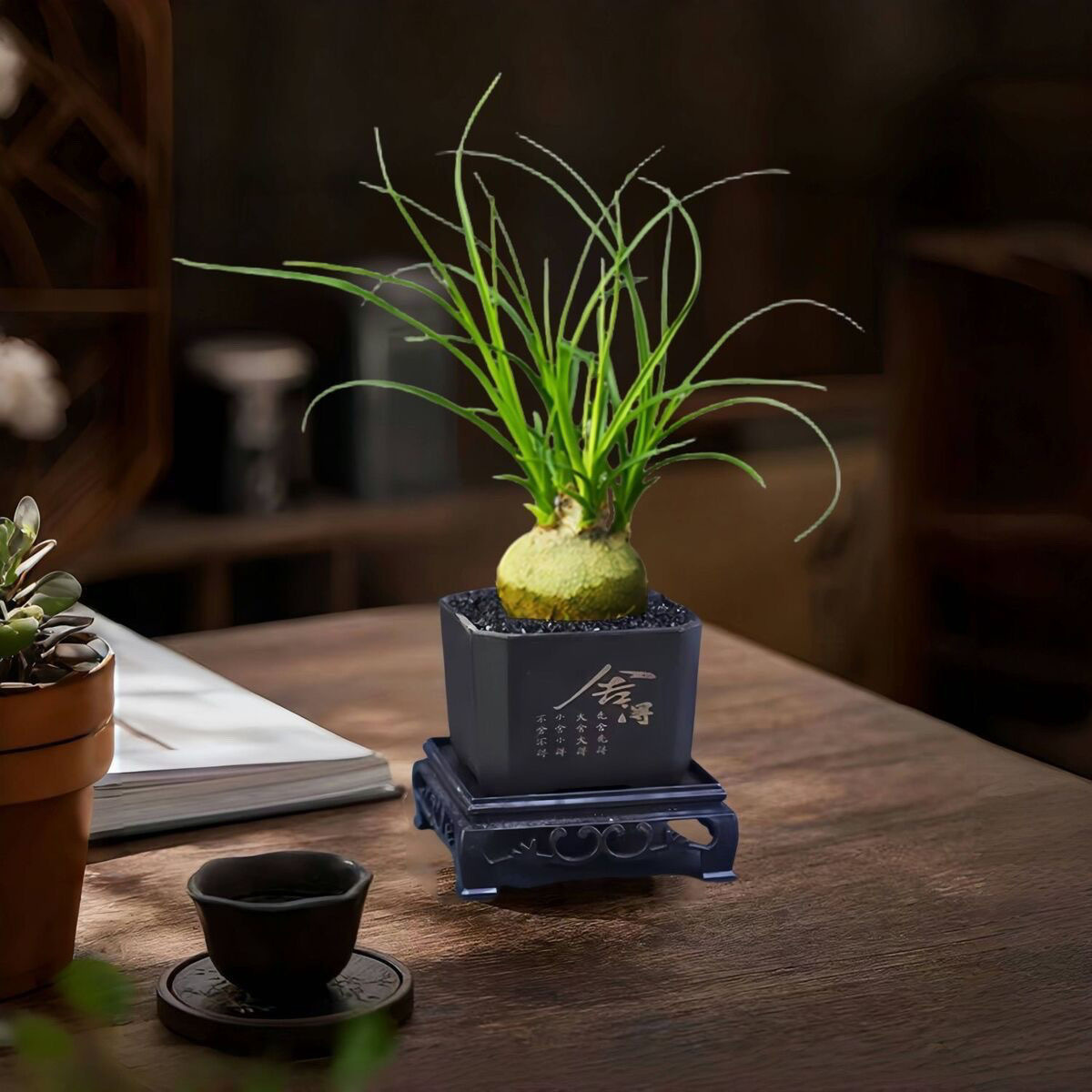 5-10cm Beaucarnea recurvata