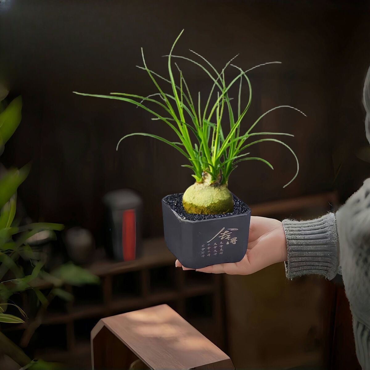 5-10cm Beaucarnea recurvata