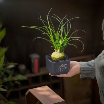 5-10cm Beaucarnea recurvata