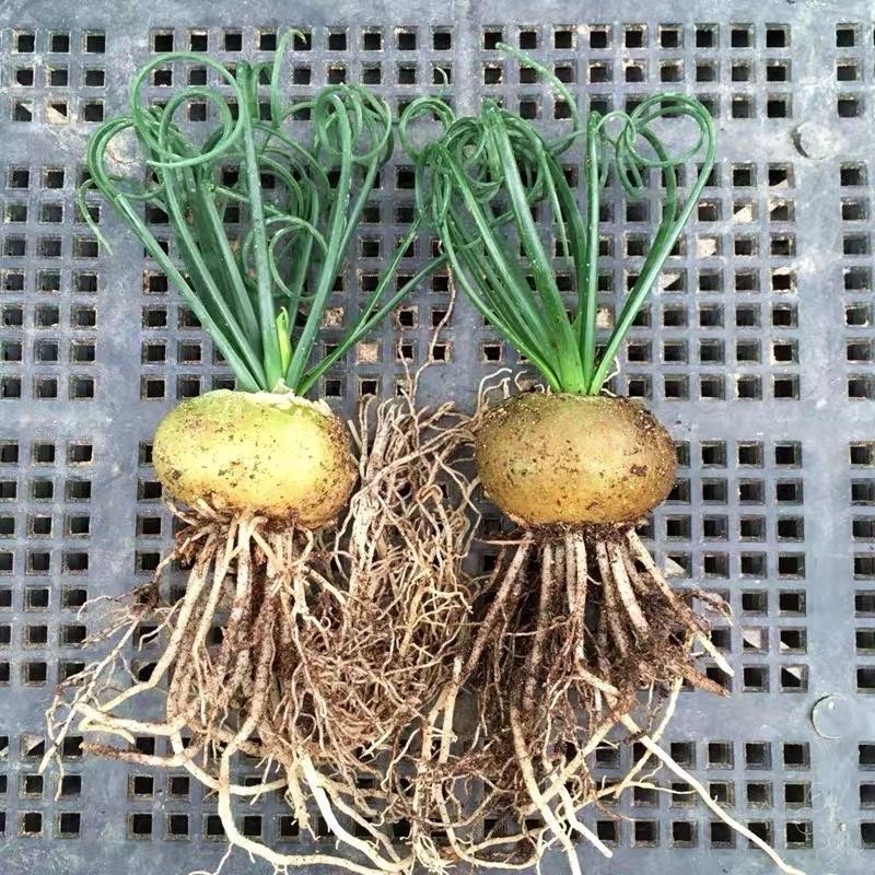 2-4cm Albuca namaquensis