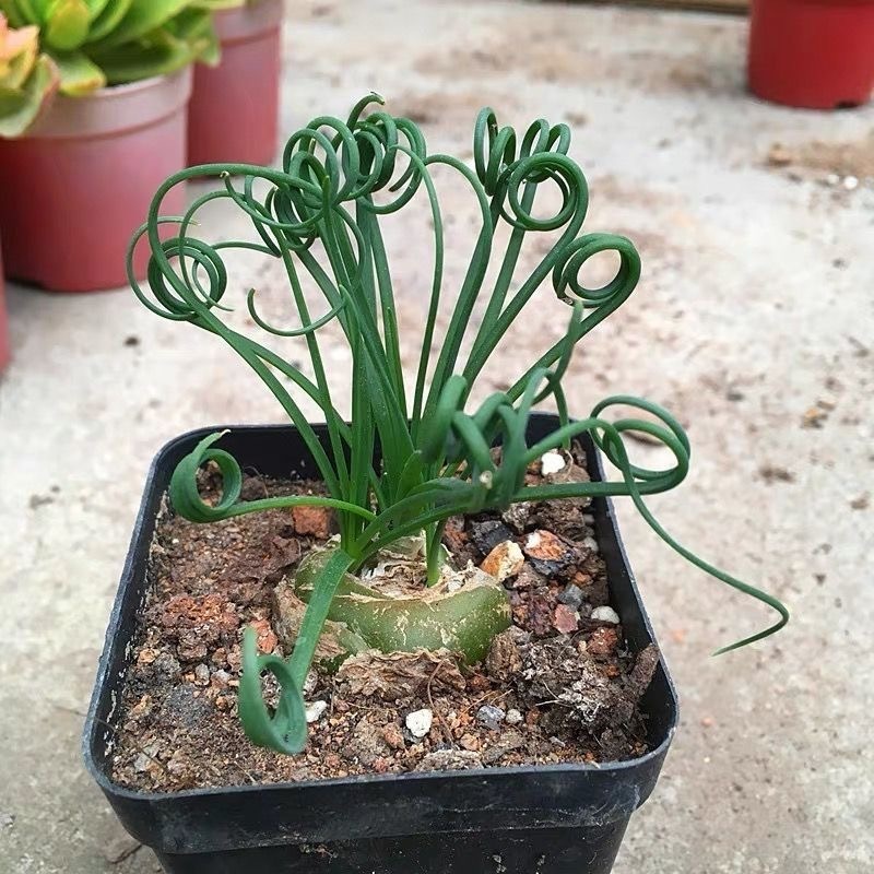 2-4cm Albuca namaquensis