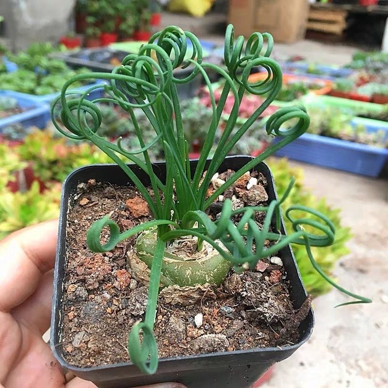 2-4cm Albuca namaquensis