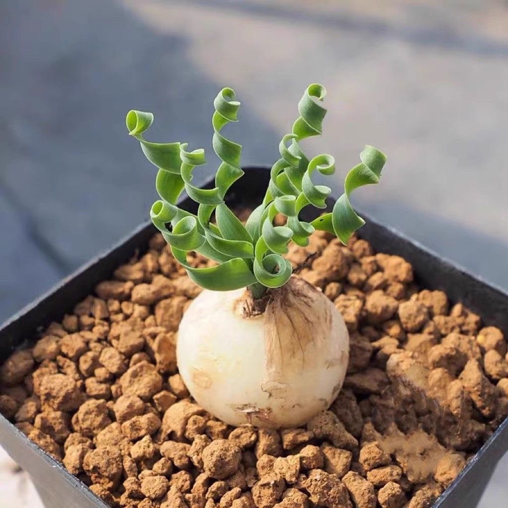 2-4cm Albuca namaquensis