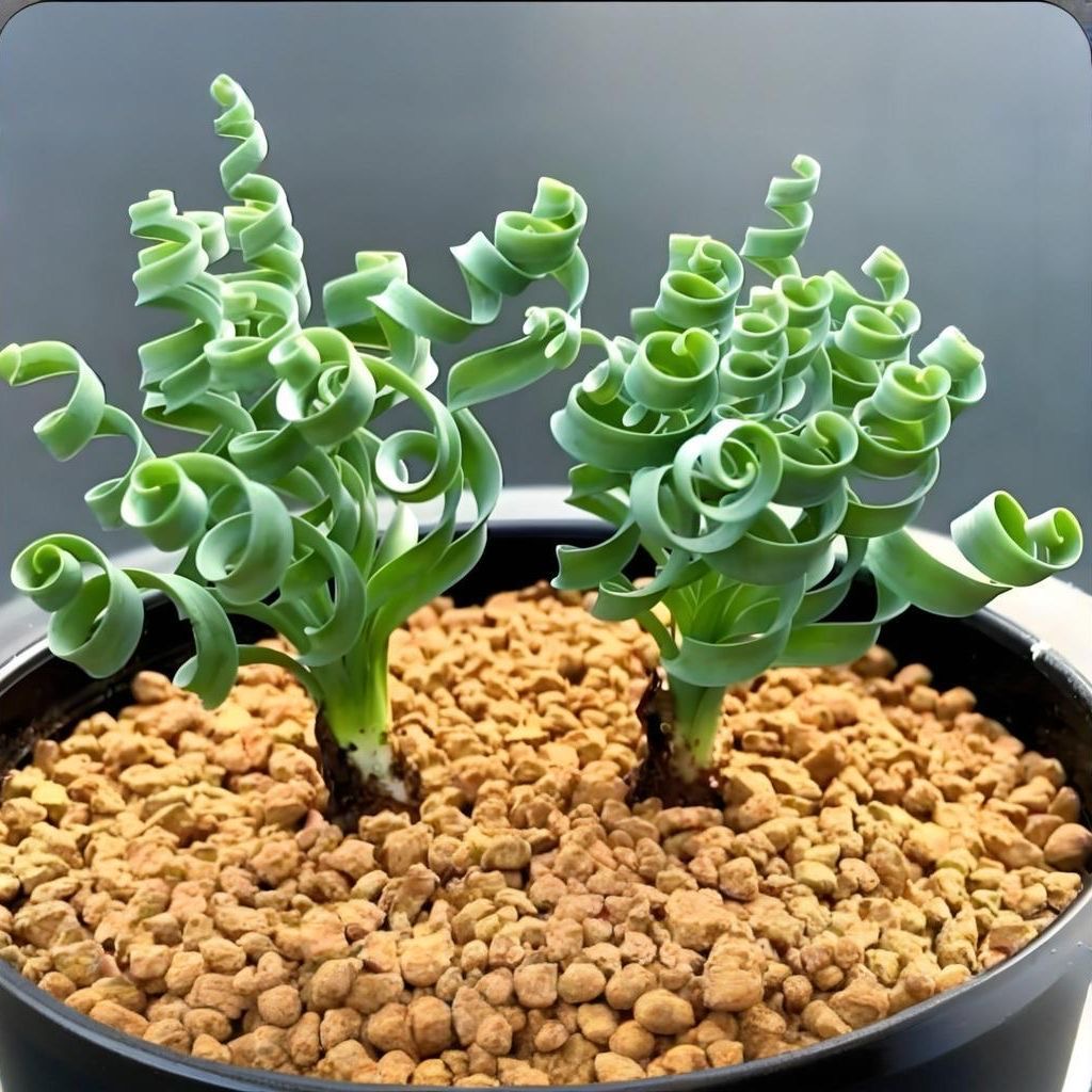 2-4cm Albuca namaquensis