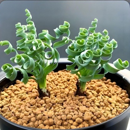 2-4cm Albuca namaquensis